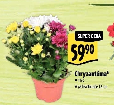Chrysanthemum - Chryzantéma