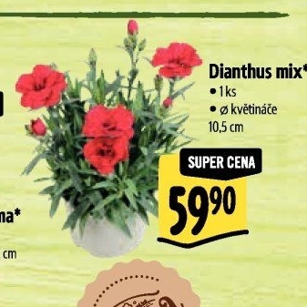 Dianthus - Hvozdík