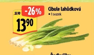 Jarní cibule svazek