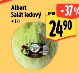 Salát ledový Albert