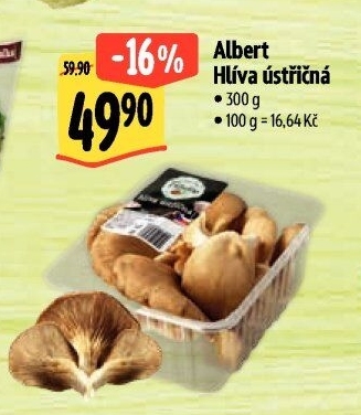 Hlíva ústřičná Albert