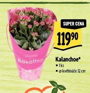 Kalanchoe - Kolopejka
