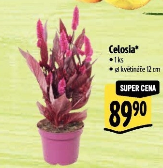 Nevadlec - Celosie