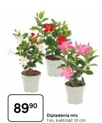 Dipladenie – Mandevila – Mandevilla sundaville