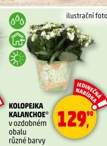 Kalanchoe - Kolopejka