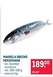 Makrela obecná