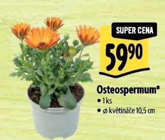 Paprskovka - Kapská kopretina - Osteospermum