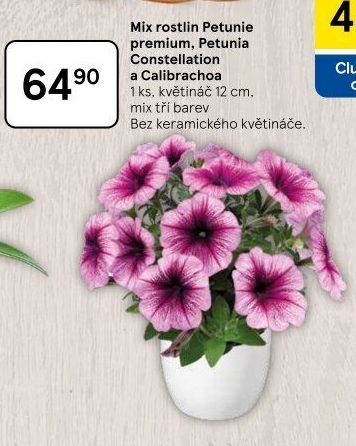 Mix kvetoucích rostlin