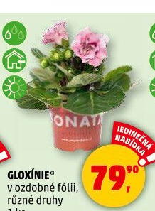 Gloxinie