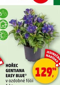 Hořec - Gentiana