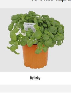 Bylinky - Hornbach akcniletaky.com