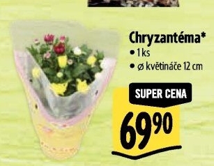Chrysanthemum - Chryzantéma