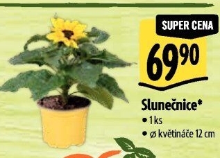 Slunečnice - Hellianthus