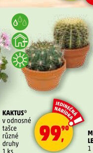 Kaktus