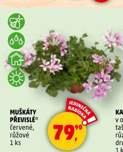Muškáty / Pelargonie