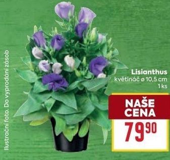 Eustoma - Jícnovka - Lisianthus
