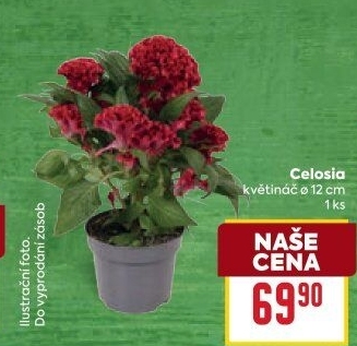 Nevadlec - Celosie