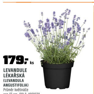 Levandule angustifolia