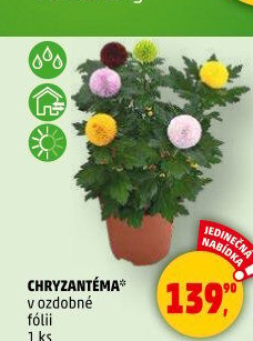 Chrysanthemum - Chryzantéma