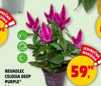 Nevadlec - Celosie