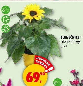 Slunečnice - Hellianthus