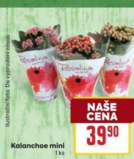 Kalanchoe - Kolopejka