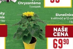 Slunečnice - Hellianthus