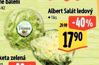 Salát ledový Albert