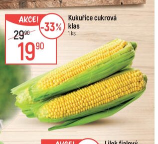Kukuřice cukrová klas