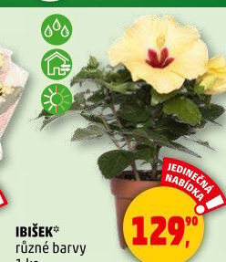 Hibiscus - Ibišek