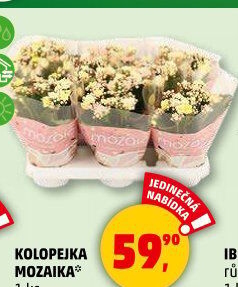 Kalanchoe - Kolopejka