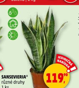 Sanseviera - Tchýnin jazyk
