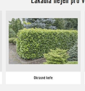 Okrasné keře - Hornbach akcniletaky.com