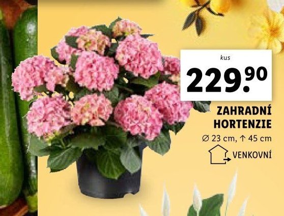 Zahradní hortenzie