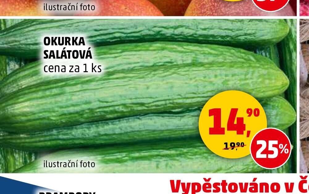 OKURKA SALÁTOVÁ