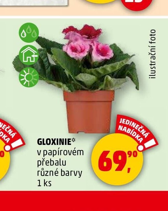 GLOXINIE v papírovém přebalu