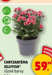 Chrysanthemum - Chryzantéma
