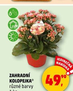 Kalanchoe - Kolopejka