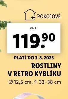 Rostliny v retro kyblíku