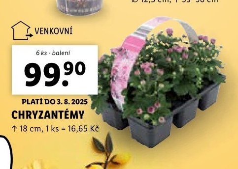 Chryzantémy