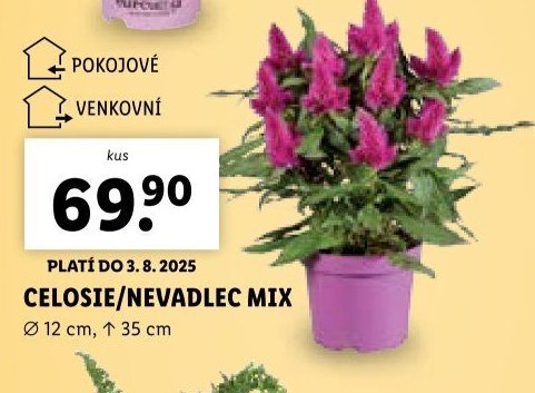 Celosie/Nevadlec mix
