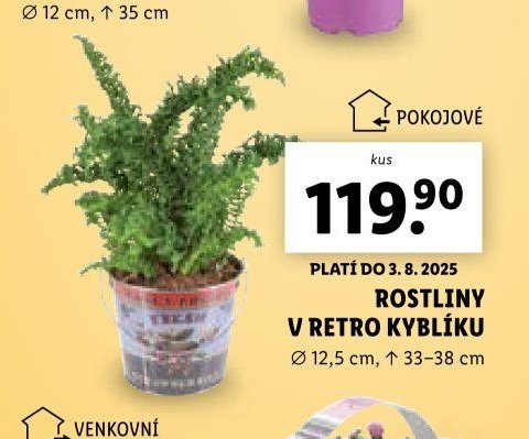 Rostliny v retro kyblíku