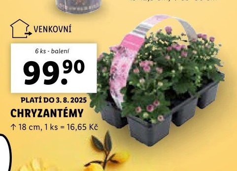 Chryzantémy