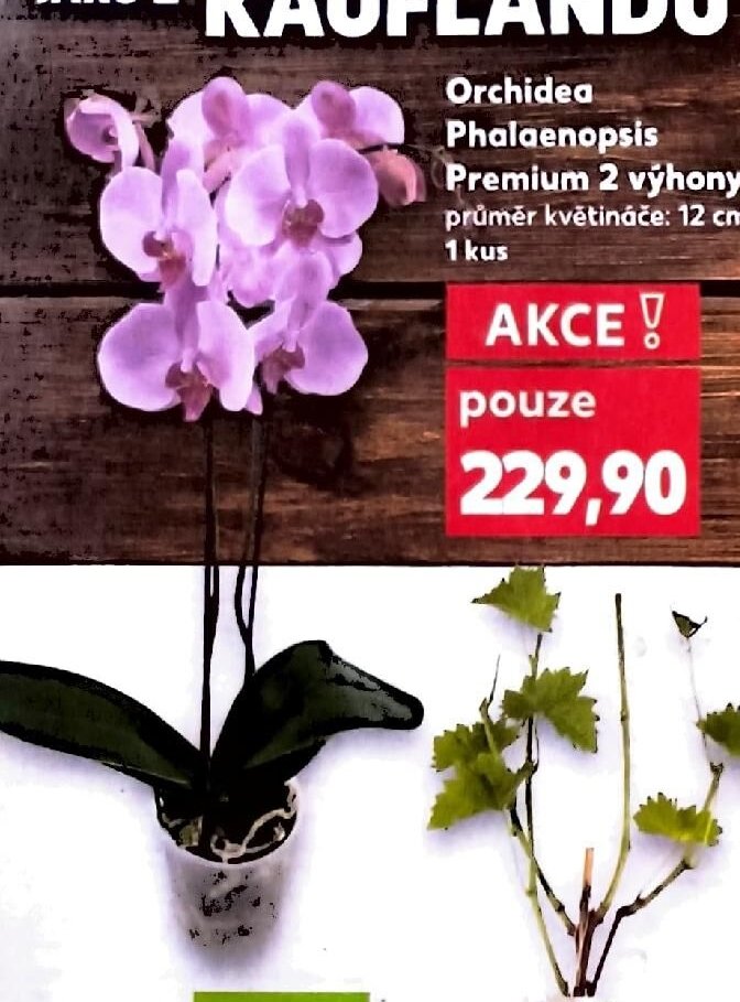 Orchidea Phalaenopsis Premium 2 výhony