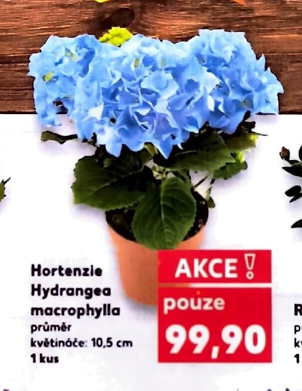 Hortenzie Hydrangea macrophylla