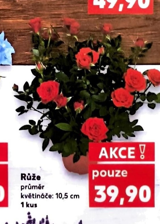 Růže
