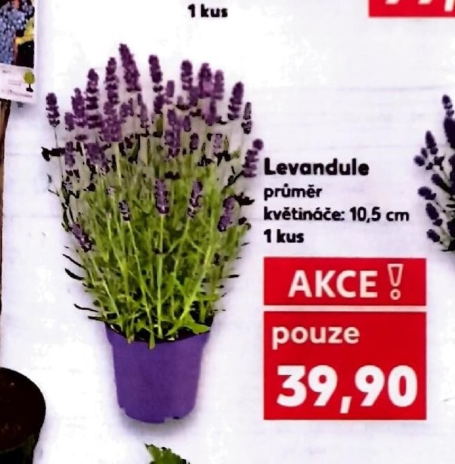 Levandule