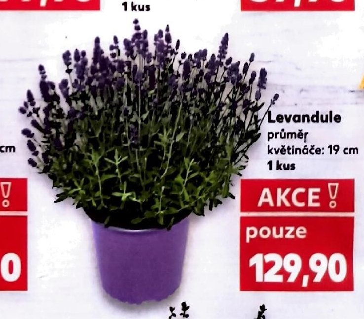 Levandule