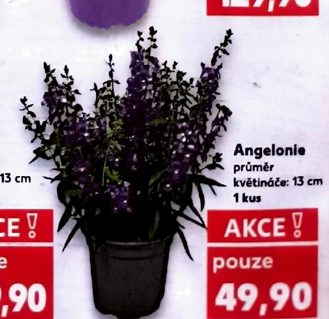 Angelonie