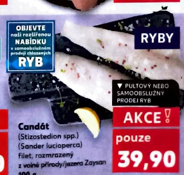 Candát